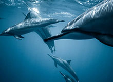 kaiyun体育-李群分享培训片段：如何通过掩护的变化，培养球员决策能力